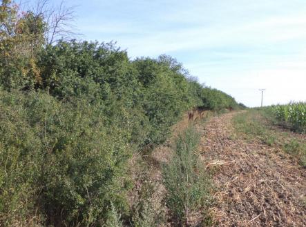 Prodej - pozemek, zemědělská půda, 6 167 m²