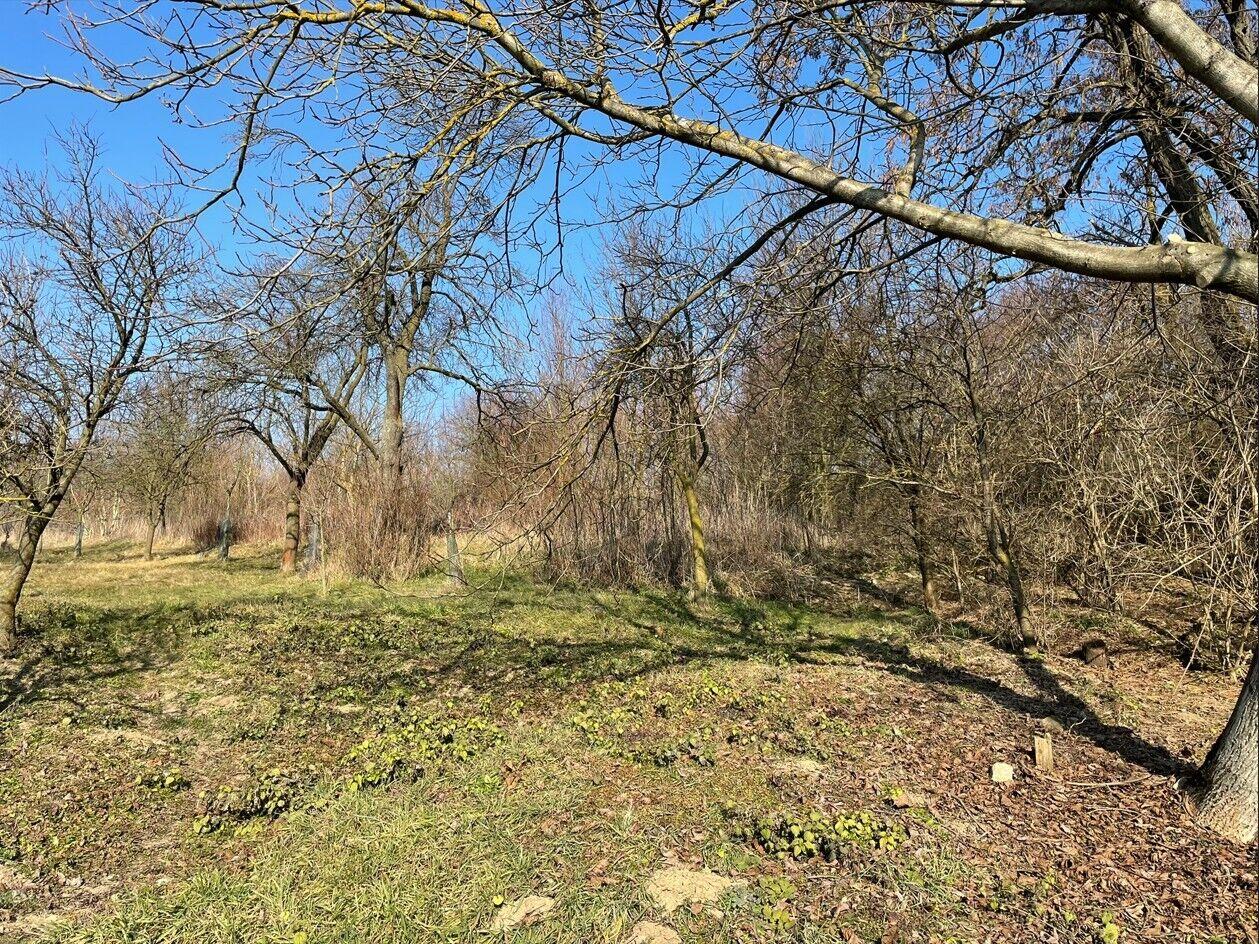 Dražba pozemku Jestřabice