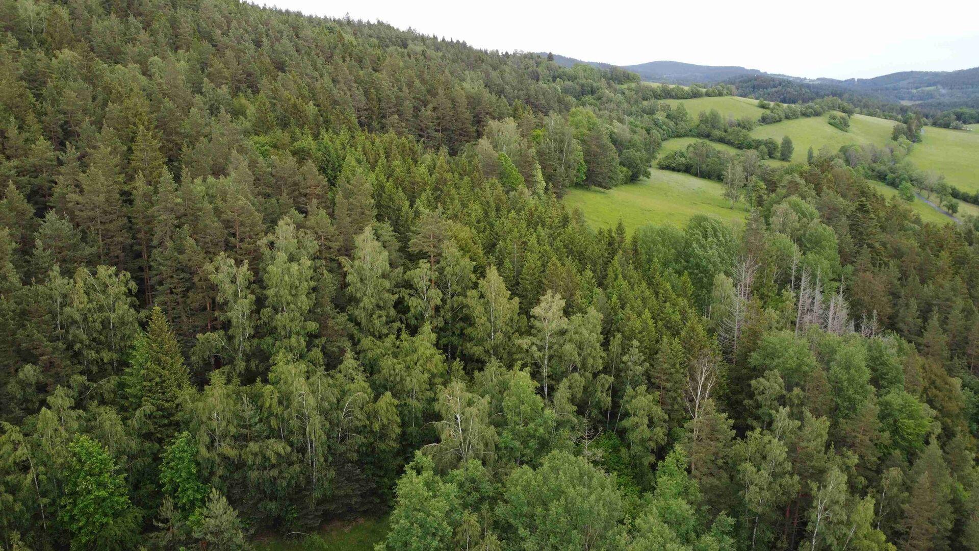 dražba pozemku k.ú. Rejštejn