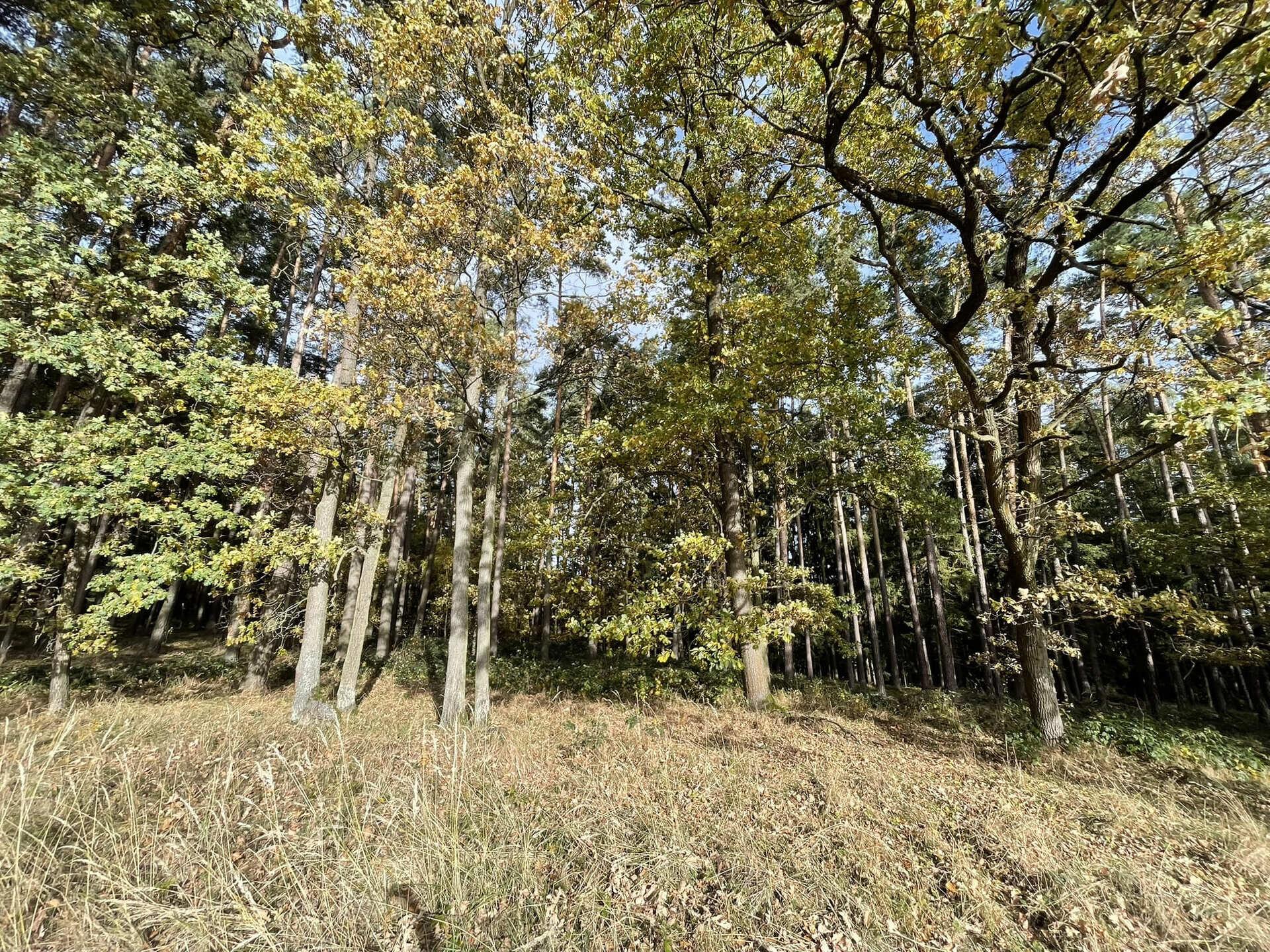 Prodej lesních pozemků Lipí