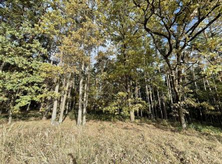 Prodej - pozemek, les, 23 659 m²