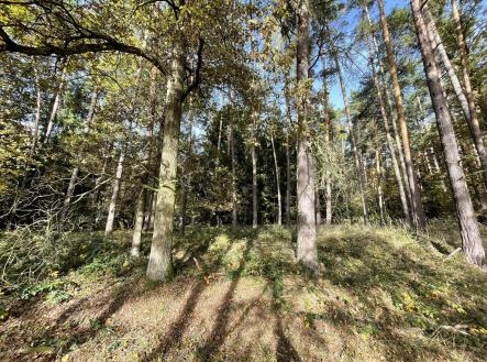 Prodej - pozemek, les, 23 659 m²