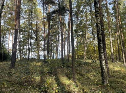 Prodej - pozemek, les, 23 659 m²