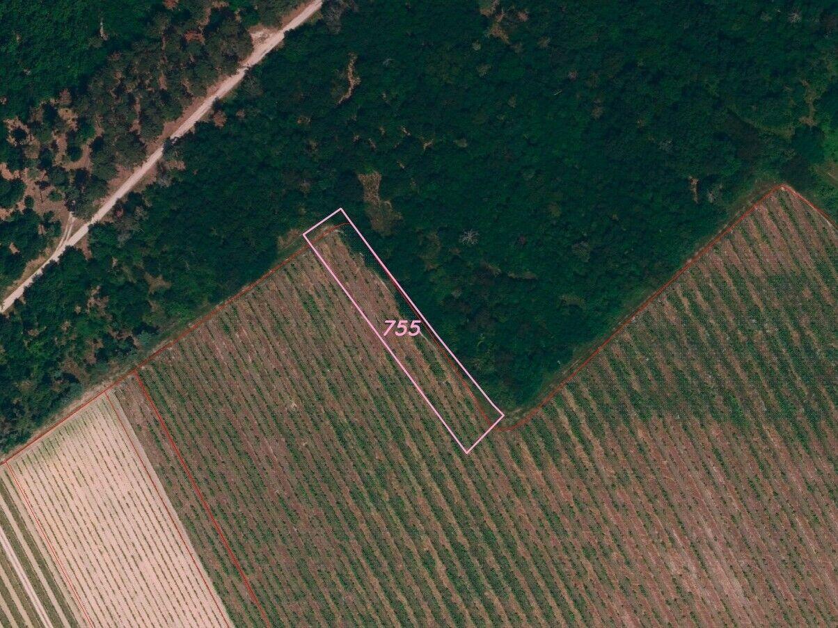 Dražba vinice Konice u Znojma