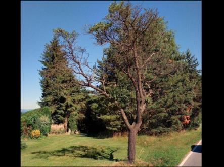 Prodej - pozemek, ostatní, 915 m²