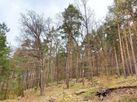 Prodej - pozemek, les, 24 035 m² obrázek