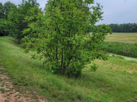 Fotka 5 | Prodej - pozemek, zemědělská půda, 1 444 m²