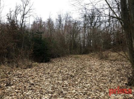 fotografie | Prodej - pozemek, les, 6 037 m²