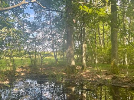 foto: 3 | Prodej - pozemek, les, 360 000 m²