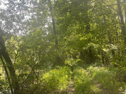 foto: 4 | Prodej - pozemek, les, 360 000 m²