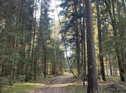 foto: 1 | Prodej - pozemek, les, 27 831 m²