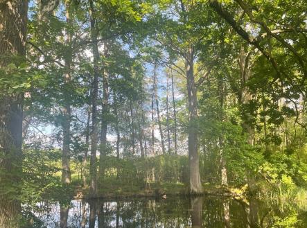 foto: 4 | Prodej - pozemek, les, 389 696 m²