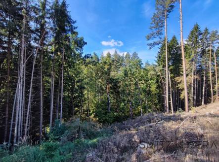 fotografie | Prodej - pozemek, les, 233 155 m²