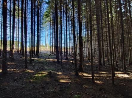 fotografie | Prodej - pozemek, les, 233 155 m²