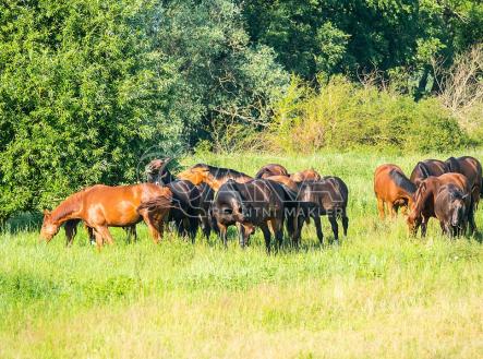 horses-5352954-1280.jpg | Prodej - pozemek, ostatní, 71 735 m²