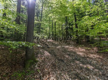 img-3092.jpg | Prodej - pozemek, les, 28 851 m²