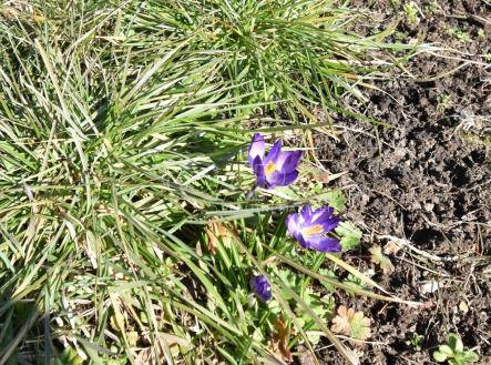 dsc-9017.jpg | Pronájem - pozemek, zahrada, 165 m²