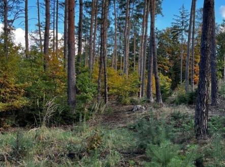 fotografie | Prodej - pozemek, les, 8 586 m²