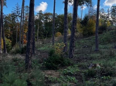 fotografie | Prodej - pozemek, les, 8 586 m²