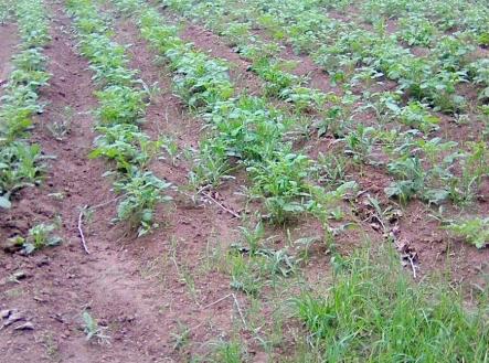 a | Prodej - pozemek, zahrada, 7 161 m²