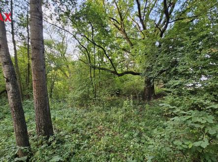 20240906-083355.jpg | Prodej - pozemek, zahrada, 2 997 m²