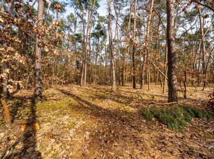 Kersko_rozlišení pro web-5 | Prodej - pozemek pro bydlení, 4 580 m²