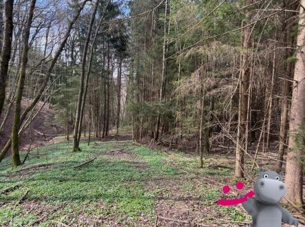 IMG_9615[99] | Prodej - pozemek, les, 6 656 m²