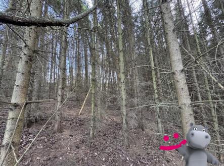 IMG_9608 | Prodej - pozemek, les, 6 656 m²