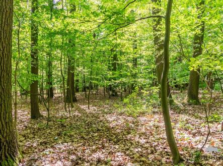 . | Prodej - pozemek, les, 6 490 m²