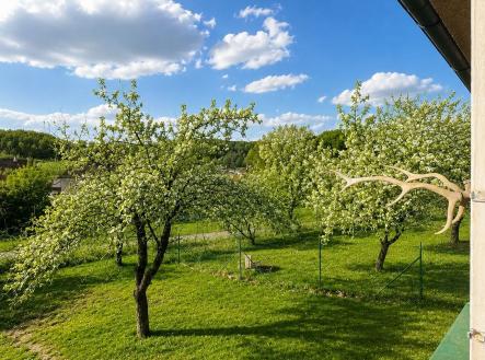 Zahrada s ovocnými stromy, zelený trávník a modrá obloha vytvářejí klidné prostředí, ideální pro relaxaci na venkově. | Pronájem - dům/vila, 100 m²