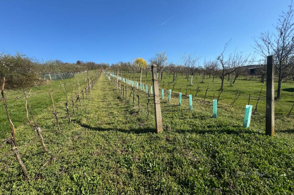 Prodej - pozemek,, 4 353 m²