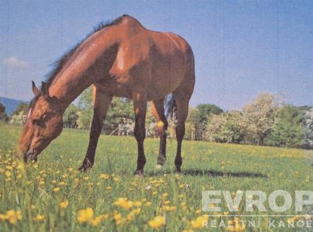 . | Prodej - pozemek, zemědělská půda, 6 364 m²