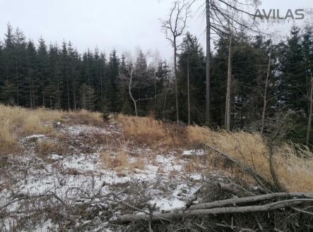 Foto | Prodej - pozemek, les, 11 862 m²