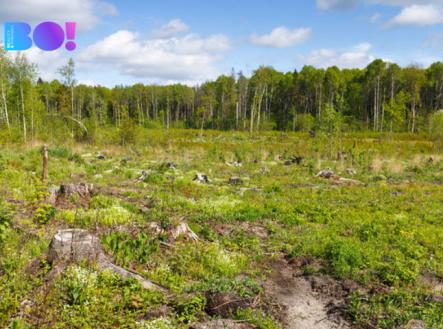 les.jpg | Prodej - pozemek, les, 16 557 m²