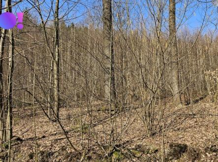 1000083549.jpg | Prodej - pozemek, les, 55 558 m²