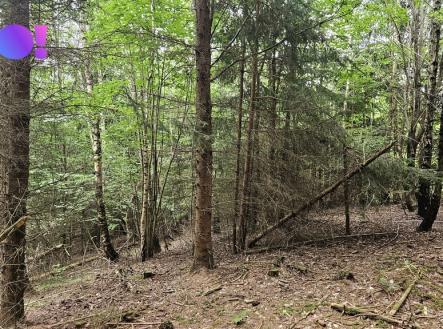 20260618-103037.jpg | Prodej - pozemek, les, 6 240 m²