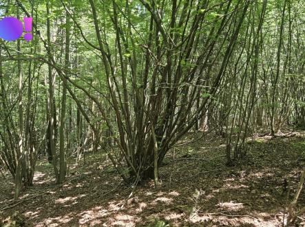 20260618-120259.jpg | Prodej - pozemek, les, 14 596 m²