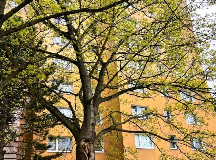 Prodej bytu, 1+1, 39 m² obrázek
