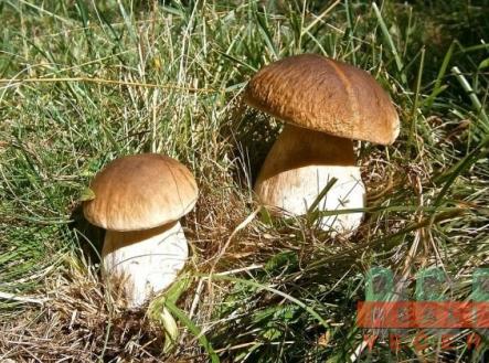 03 foto 06.02.2025 | Prodej - pozemek pro bydlení, 1 249 m²