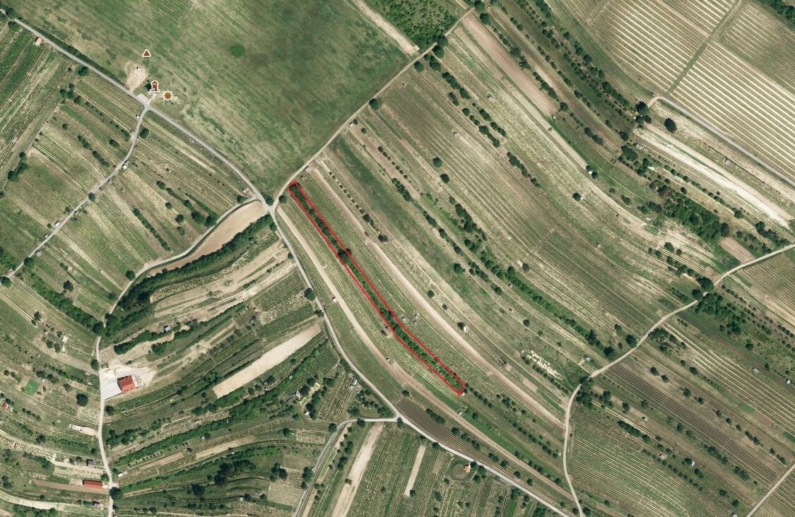 Prodej vinohradu v Mutěnicích 1828 m2