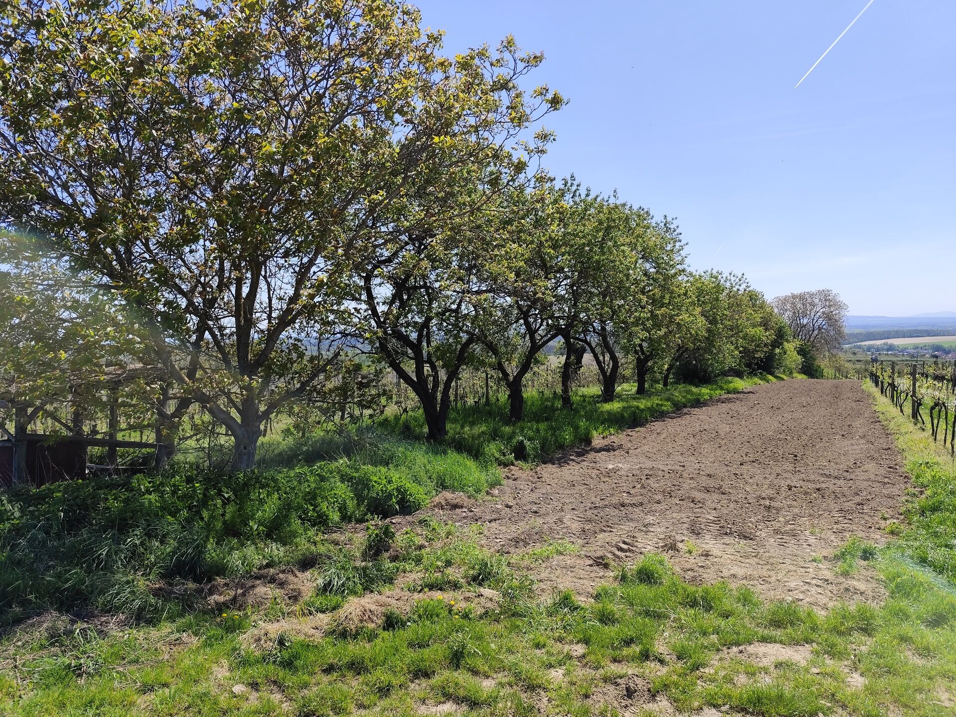 Prodej vinohradu v Mutěnicích 1828 m2