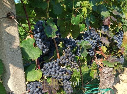 WhatsApp Image 2026-02-16 at 12.39.30 (5) | Prodej - pozemek, ostatní, 3 399 m²