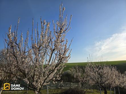 1000034769 | Prodej - pozemek, zahrada, 1 001 m²