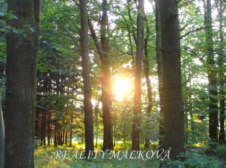 zs3YKi | Prodej - pozemek, les, 19 200 m²