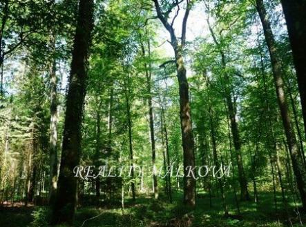 1.stredni-les-svycarsko.jpg-450x338 | Prodej - pozemek, les, 19 200 m²