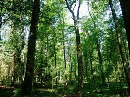 1.stredni-les-svycarsko.jpg-450x338 | Prodej - pozemek, les, 19 200 m²