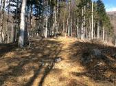 Prodej - pozemek, les, 27 814 m²