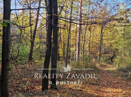 20241024_150037 | Prodej - pozemek, les, 27 814 m²