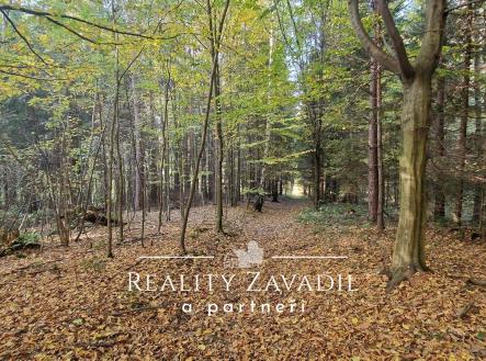 20241024_150208 | Prodej - pozemek, les, 11 917 m²