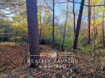 20241024_150709 | Prodej - pozemek, les, 11 917 m²